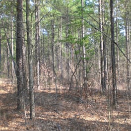 A forest understory one year after understory treatment has been applied.